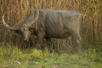 buffalo